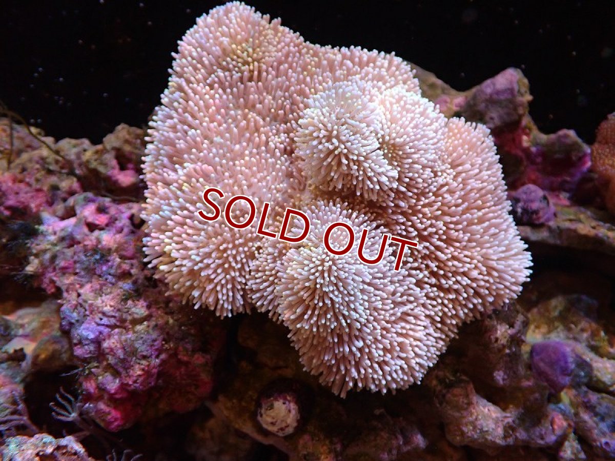 画像1: 【サンゴ】【通販】【沖縄産】オオウミキノコ（ML/２個付き)（個体販売）（±13cm)No.3（生体）（サンゴ） (1)