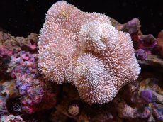 画像1: 【サンゴ】【通販】【沖縄産】オオウミキノコ（ML/２個付き)（個体販売）（±13cm)No.3（生体）（サンゴ） (1)