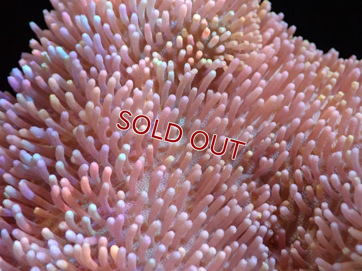 画像2: 【サンゴ】【通販】【沖縄産】オオウミキノコ（ML/２個付き)（個体販売）（±13cm)No.3（生体）（サンゴ） (2)