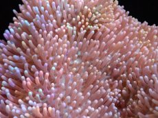 画像2: 【サンゴ】【通販】【沖縄産】オオウミキノコ（ML/２個付き)（個体販売）（±13cm)No.3（生体）（サンゴ） (2)