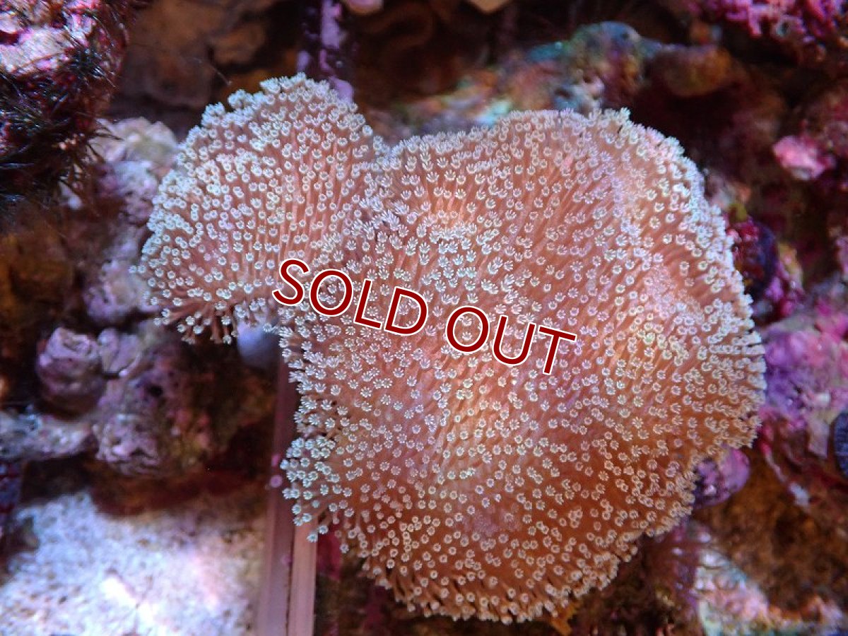 画像1: 【サンゴ】【通販】【沖縄産】オオウミキノコ（ML/２個付き)（個体販売）（±13cm)No.4（生体）（サンゴ） (1)