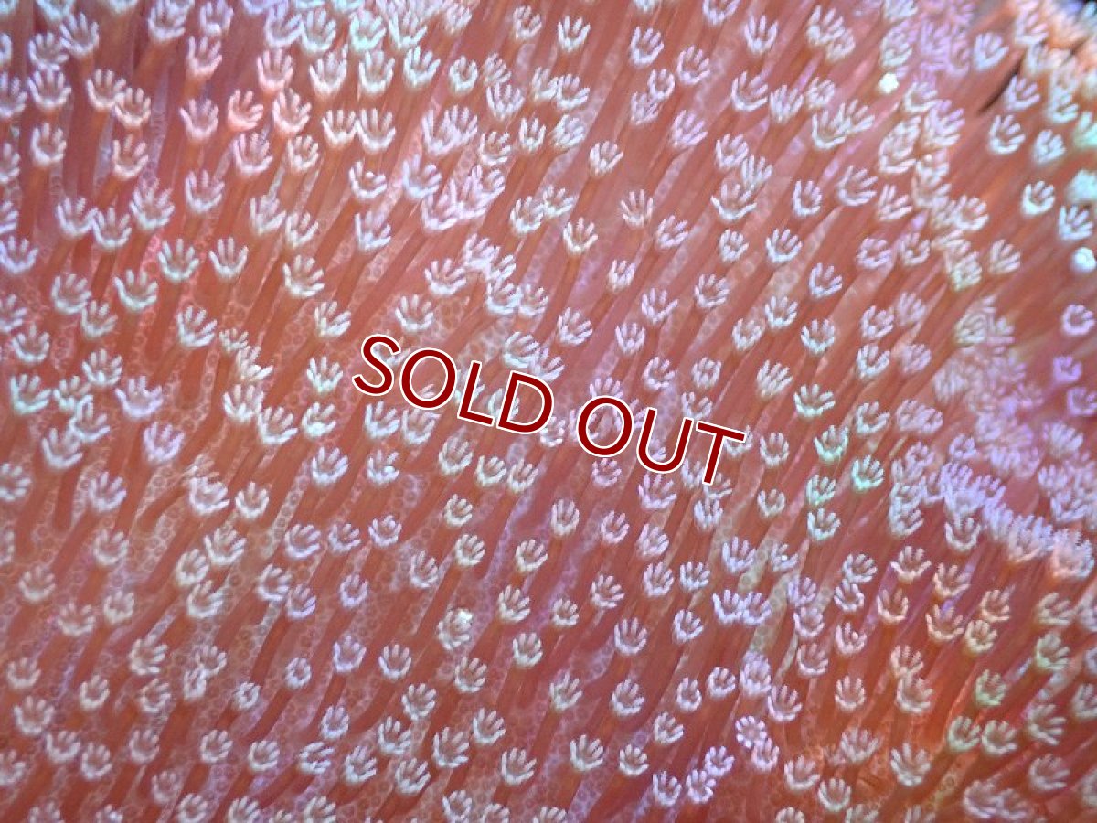 画像2: 【サンゴ】【通販】【沖縄産】オオウミキノコ（ML/２個付き)（個体販売）（±13cm)No.4（生体）（サンゴ） (2)