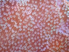 画像2: 【サンゴ】【通販】【沖縄産】オオウミキノコ（ML/２個付き)（個体販売）（±13cm)No.4（生体）（サンゴ） (2)
