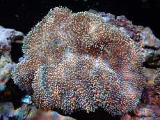 画像1: 【送料無料対象商品】【サンゴ】【通販】【沖縄産】オオウミキノコ（L)（個体販売）（±17cm)No.1（生体）（サンゴ） (1)