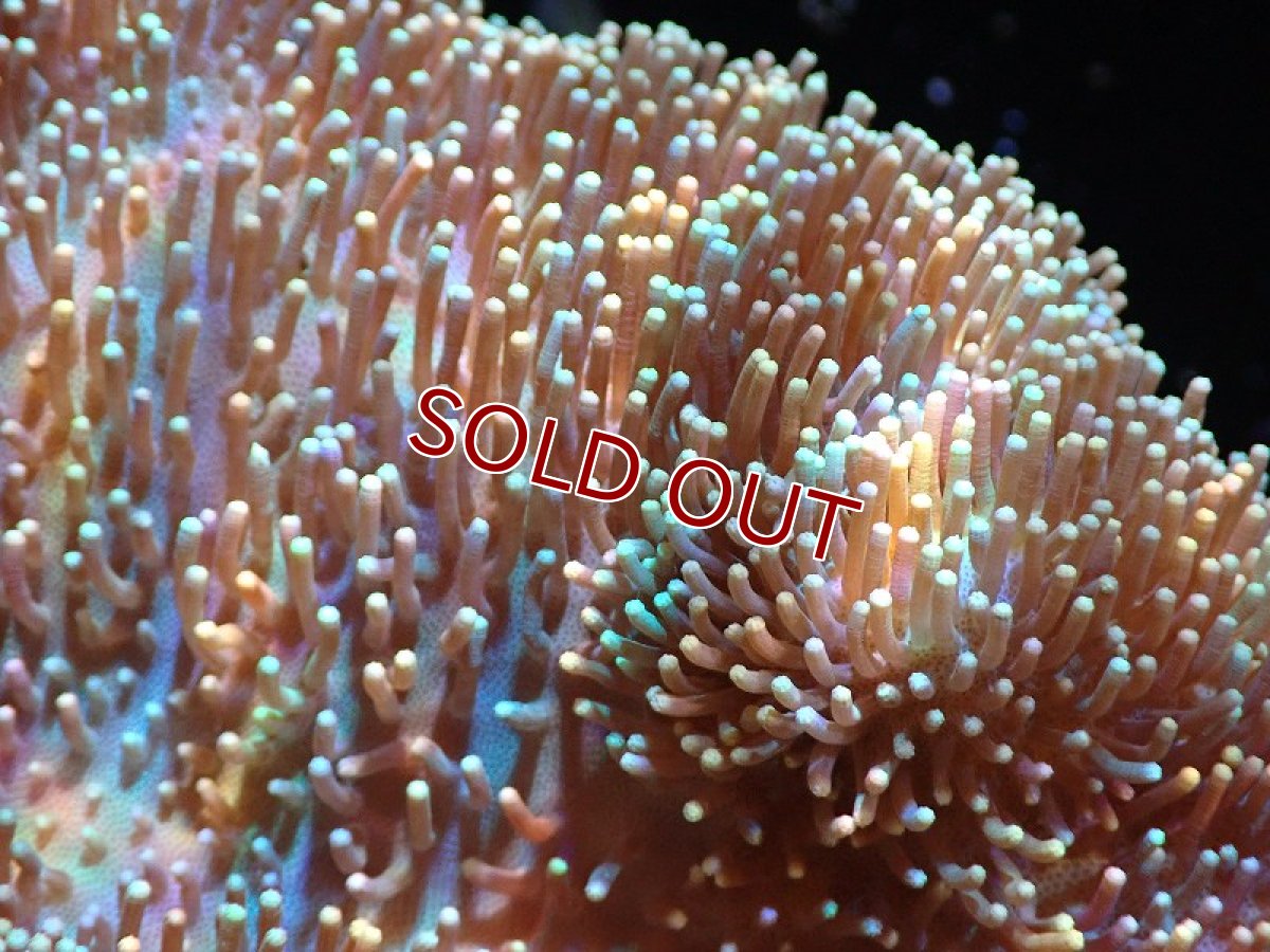 画像2: 【サンゴ】【通販】【沖縄産】オオウミキノコ（L)（個体販売）（±17cm)No.1（生体）（サンゴ） (2)