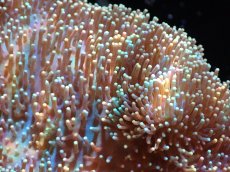 画像2: 【送料無料対象商品】【サンゴ】【通販】【沖縄産】オオウミキノコ（L)（個体販売）（±17cm)No.1（生体）（サンゴ） (2)