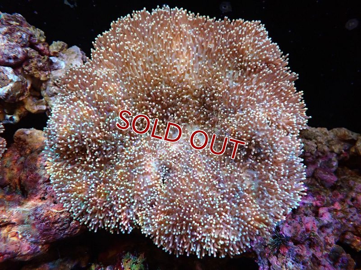 画像1: 【サンゴ】【通販】【沖縄産】オオウミキノコ（L)（個体販売）（±17cm)No.2（生体）（サンゴ） (1)