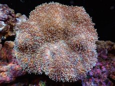 画像1: 【送料無料対象商品】【サンゴ】【通販】【沖縄産】オオウミキノコ（L)（個体販売）（±17cm)No.2（生体）（サンゴ） (1)