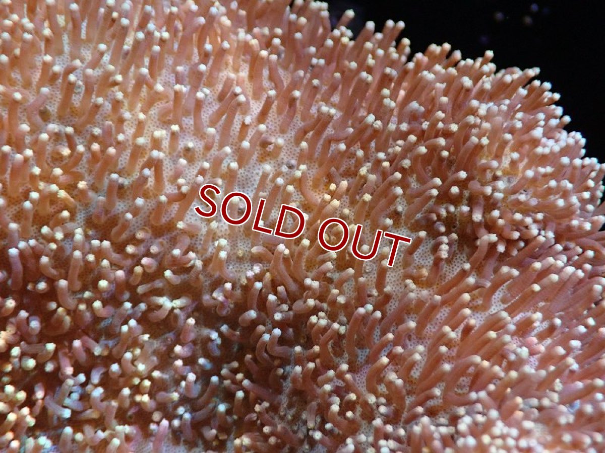画像2: 【サンゴ】【通販】【沖縄産】オオウミキノコ（L)（個体販売）（±17cm)No.2（生体）（サンゴ） (2)