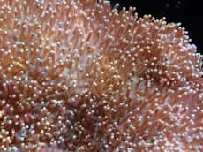 画像2: 【送料無料対象商品】【サンゴ】【通販】【沖縄産】オオウミキノコ（L)（個体販売）（±17cm)No.2（生体）（サンゴ） (2)