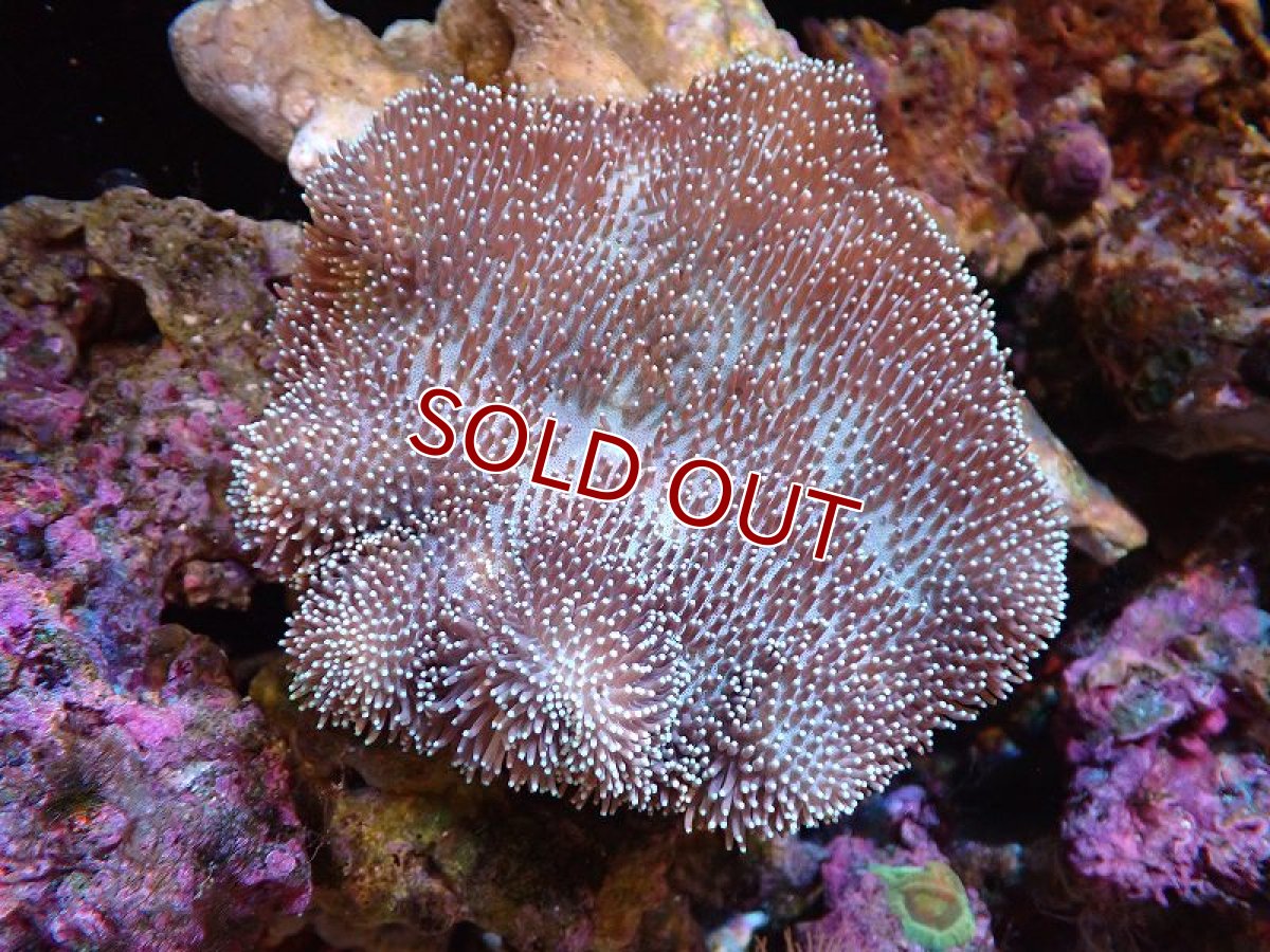 画像1: 【サンゴ】【通販】【沖縄産】オオウミキノコ（ML)（個体販売）（±13cm)No.3（生体）（サンゴ） (1)