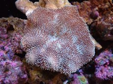 画像1: 【送料無料対象商品】【サンゴ】【通販】【沖縄産】オオウミキノコ（ML)（個体販売）（±13cm)No.3（生体）（サンゴ） (1)