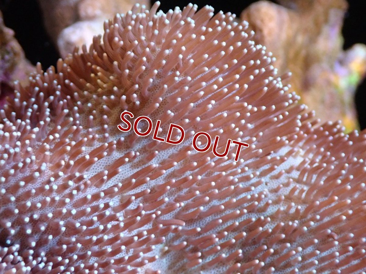 画像2: 【サンゴ】【通販】【沖縄産】オオウミキノコ（ML)（個体販売）（±13cm)No.3（生体）（サンゴ） (2)