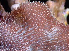 画像2: 【送料無料対象商品】【サンゴ】【通販】【沖縄産】オオウミキノコ（ML)（個体販売）（±13cm)No.3（生体）（サンゴ） (2)