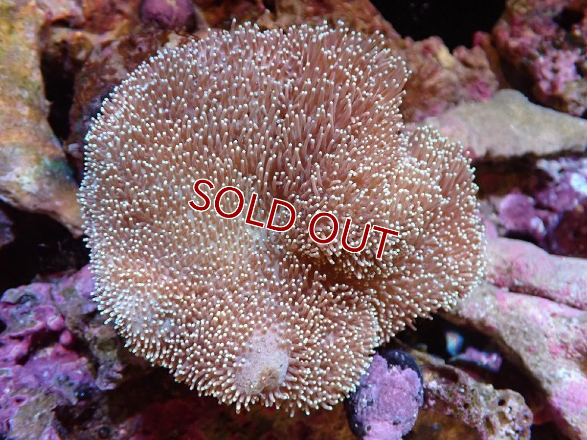 画像1: 【サンゴ】【通販】【沖縄産】オオウミキノコ（M)（個体販売）（±11cm)No.4（生体）（サンゴ） (1)