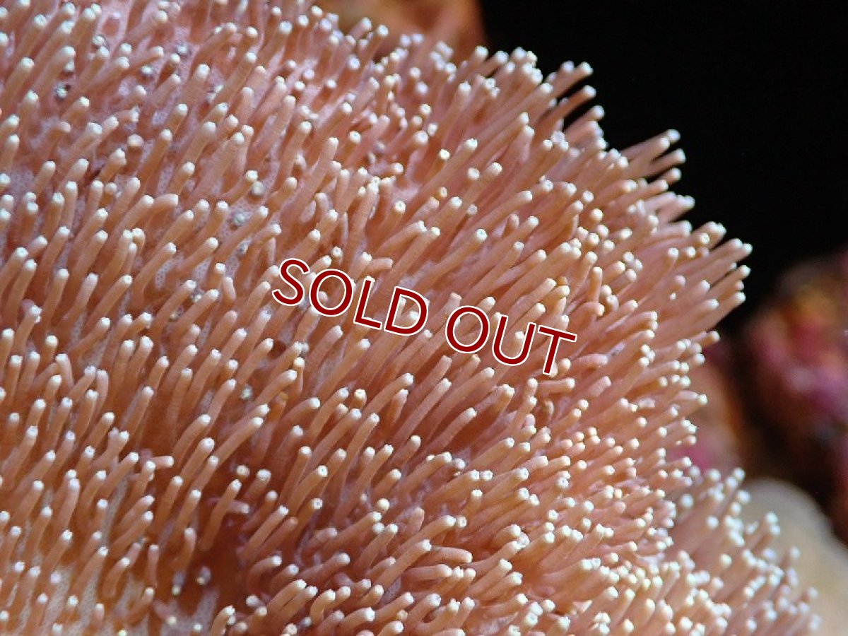 画像2: 【サンゴ】【通販】【沖縄産】オオウミキノコ（M)（個体販売）（±11cm)No.4（生体）（サンゴ） (2)