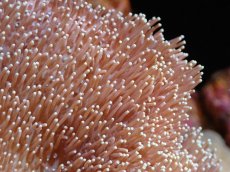 画像2: 【送料無料対象商品】【サンゴ】【通販】【沖縄産】オオウミキノコ（M)（個体販売）（±11cm)No.4（生体）（サンゴ） (2)