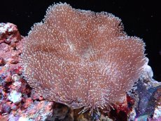 画像1: 【サンゴ】【通販】【沖縄産】オオウミキノコ（L)（個体販売）（±17cm)No.5（生体）（サンゴ） (1)