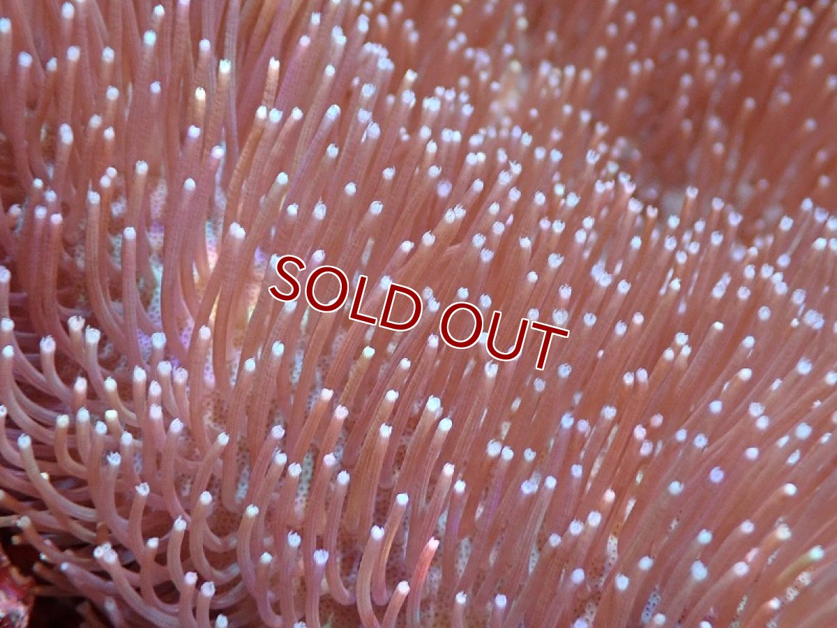 画像2: 【サンゴ】【通販】【沖縄産】オオウミキノコ（L)（個体販売）（±17cm)No.5（生体）（サンゴ） (2)