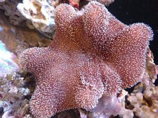 画像1: 【サンゴ】【通販】【沖縄産】オオウミキノコ（L）（個体販売）（±17cm)No.6（生体）（サンゴ） (1)