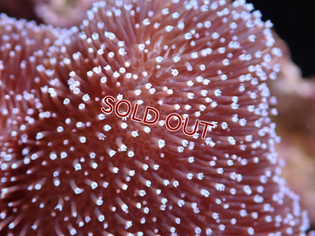 画像2: 【サンゴ】【通販】【沖縄産】オオウミキノコ（L）（個体販売）（±17cm)No.6（生体）（サンゴ） (2)