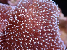 画像2: 【サンゴ】【通販】【沖縄産】オオウミキノコ（L）（個体販売）（±17cm)No.6（生体）（サンゴ） (2)