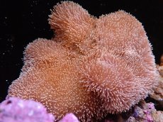 画像1: 【サンゴまとめ買い割引き10％〜20%OFF対象商品】【サンゴ】【通販】【沖縄産】オオウミキノコ（L)（個体販売）（生体）（サンゴ） (1)