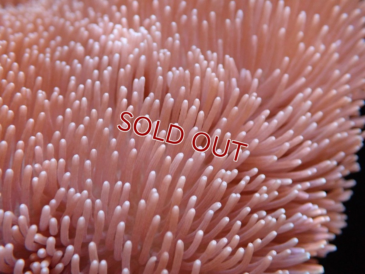 画像2: 【サンゴ】【通販】【沖縄産】オオウミキノコ（L)（個体販売）（生体）（サンゴ） (2)