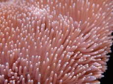 画像2: 【サンゴまとめ買い割引き10％〜20%OFF対象商品】【サンゴ】【通販】【沖縄産】オオウミキノコ（L)（個体販売）（生体）（サンゴ） (2)