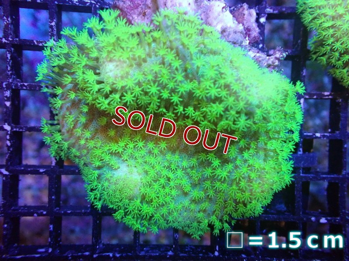画像1: 【サンゴ】【通販】ウミキノコsp.(スーパーメタリックグリーン）（個体販売）No.1（生体）（サンゴ） (1)
