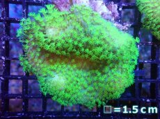 画像1: 【サンゴまとめ買い割引き10％〜20%OFF対象商品】 【サンゴ】【通販】ウミキノコsp.(スーパーメタリックグリーン）（個体販売）No.1（生体）（サンゴ） (1)