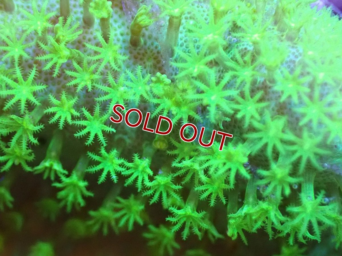 画像2: 【サンゴ】【通販】ウミキノコsp.(スーパーメタリックグリーン）（個体販売）No.1（生体）（サンゴ） (2)