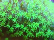 画像2: 【サンゴまとめ買い割引き10％〜20%OFF対象商品】 【サンゴ】【通販】ウミキノコsp.(スーパーメタリックグリーン）（個体販売）No.1（生体）（サンゴ） (2)