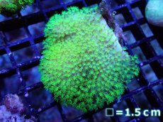 画像1: 【サンゴまとめ買い割引き10％〜20%OFF対象商品】 【サンゴ】【通販】ウミキノコsp.(スーパーメタリックグリーン）（個体販売）No.2（生体）（サンゴ） (1)