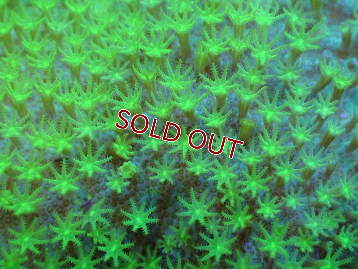 画像2: 【サンゴ】【通販】ウミキノコsp.(スーパーメタリックグリーン）（個体販売）No.2（生体）（サンゴ） (2)