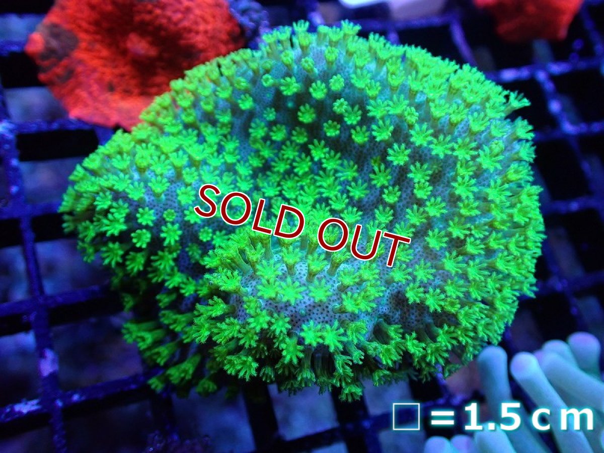 画像1: 【サンゴ】【通販】ウミキノコsp.(スーパーメタリックグリーン）（個体販売）No.3（生体）（サンゴ） (1)