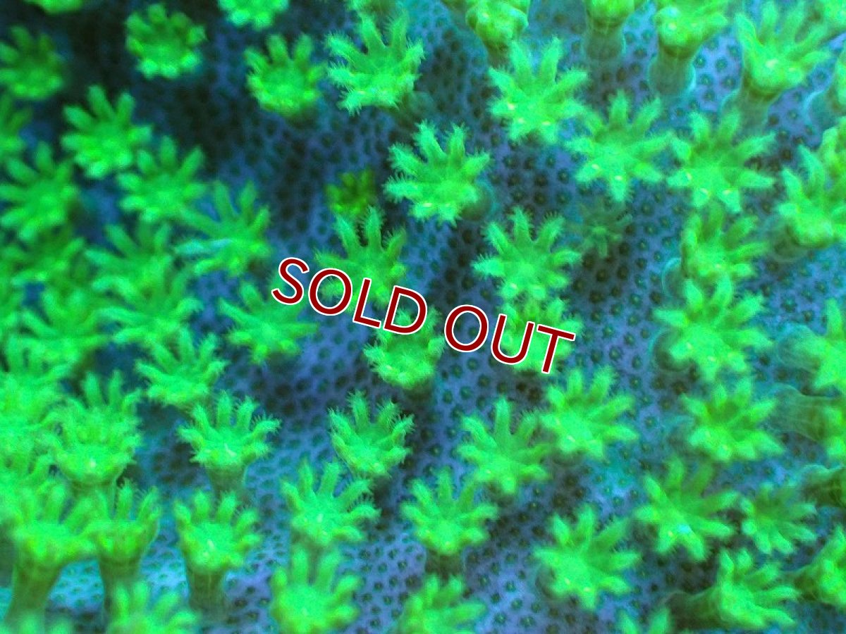 画像2: 【サンゴ】【通販】ウミキノコsp.(スーパーメタリックグリーン）（個体販売）No.3（生体）（サンゴ） (2)