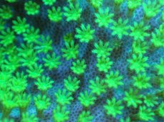 画像2: 【サンゴまとめ買い割引き10％〜20%OFF対象商品】 【サンゴ】【通販】ウミキノコsp.(スーパーメタリックグリーン）（個体販売）No.3（生体）（サンゴ） (2)