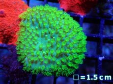 画像1: 【サンゴまとめ買い割引き10％〜20%OFF対象商品】 【サンゴ】【通販】ウミキノコsp.(スーパーメタリックグリーン）（個体販売）No.4（生体）（サンゴ） (1)