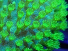 画像2: 【サンゴまとめ買い割引き10％〜20%OFF対象商品】 【サンゴ】【通販】ウミキノコsp.(スーパーメタリックグリーン）（個体販売）No.4（生体）（サンゴ） (2)