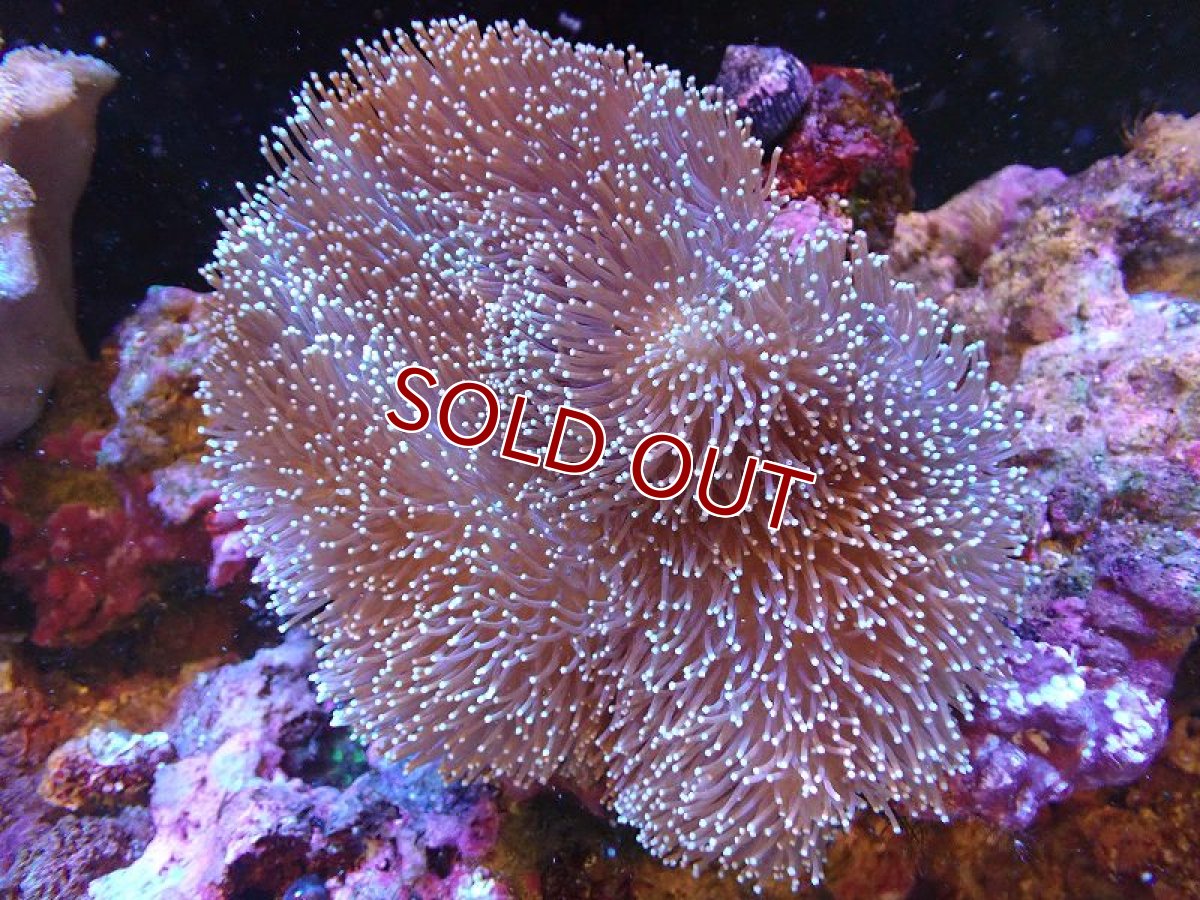 画像1: 【サンゴ】【通販】【沖縄産】オオウミキノコ（L)（個体販売）（±17cm)No.1（生体）（サンゴ） (1)