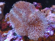 画像1: 【サンゴ】【通販】【沖縄産】オオウミキノコ（L)（個体販売）（±17cm)No.1（生体）（サンゴ） (1)