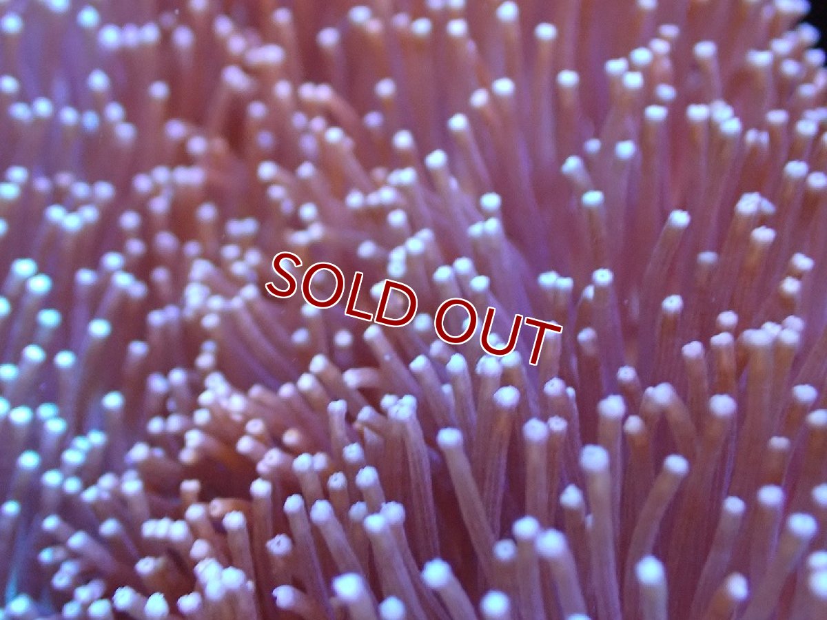 画像2: 【サンゴ】【通販】【沖縄産】オオウミキノコ（L)（個体販売）（±17cm)No.1（生体）（サンゴ） (2)