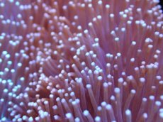 画像2: 【サンゴ】【通販】【沖縄産】オオウミキノコ（L)（個体販売）（±17cm)No.1（生体）（サンゴ） (2)