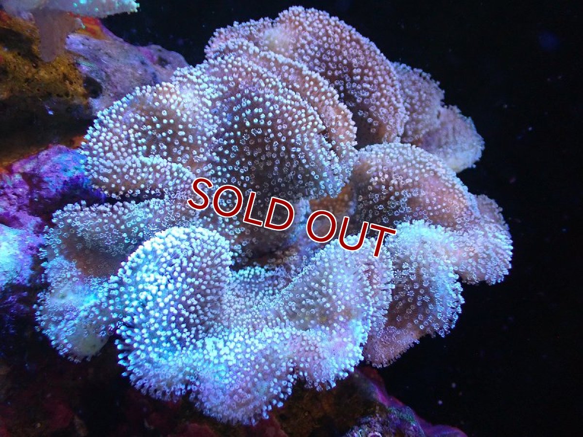 画像1: 【サンゴまとめ買い割引き10％〜20%OFF対象商品】 【サンゴ】【通販】【沖縄産】オオウミキノコ（L)（個体販売）（±17cm)No.2（生体）（サンゴ） (1)