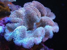 画像1: 【サンゴまとめ買い割引き10％〜20%OFF対象商品】 【サンゴ】【通販】【沖縄産】オオウミキノコ（L)（個体販売）（±17cm)No.2（生体）（サンゴ） (1)