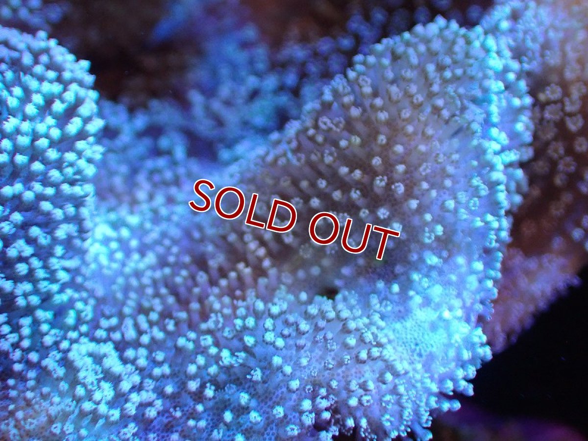 画像2: 【サンゴまとめ買い割引き10％〜20%OFF対象商品】 【サンゴ】【通販】【沖縄産】オオウミキノコ（L)（個体販売）（±17cm)No.2（生体）（サンゴ） (2)