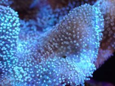 画像2: 【サンゴまとめ買い割引き10％〜20%OFF対象商品】 【サンゴ】【通販】【沖縄産】オオウミキノコ（L)（個体販売）（±17cm)No.2（生体）（サンゴ） (2)