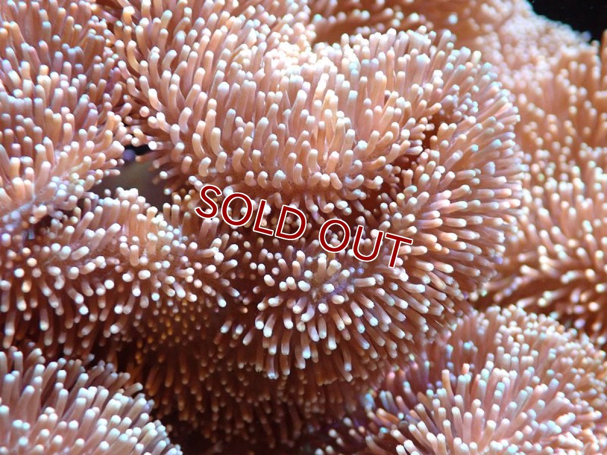 画像2: 【サンゴまとめ買い割引き10％〜20%OFF対象商品】 【サンゴ】【通販】【沖縄産】オオウミキノコ（XL)（個体販売）（±22-25cm)No.3（生体）（サンゴ） (2)