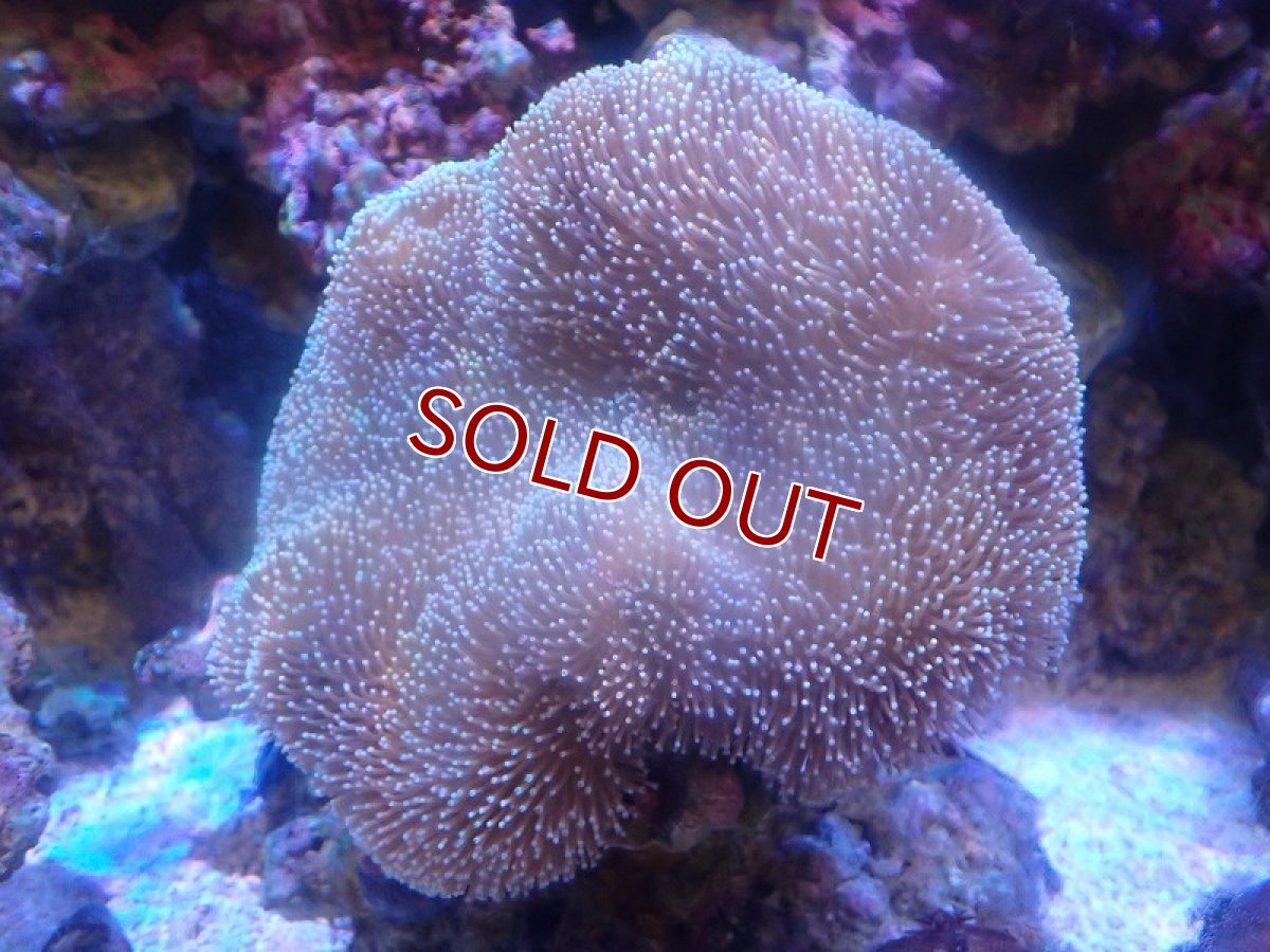 画像1: 【サンゴまとめ買い割引き10％〜20%OFF対象商品】 【サンゴ】【通販】【沖縄産】オオウミキノコ（L)（個体販売）（±17-19cm)No.5（生体）（サンゴ） (1)
